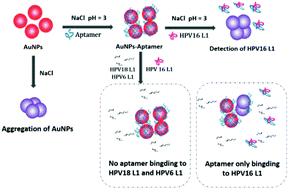 Graphical abstract: A colorimetric aptasensor for the simple and rapid detection of human papillomavirus type 16 L1 proteins