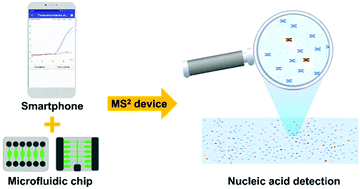 Graphical abstract: MS2 device: smartphone-facilitated mobile nucleic acid analysis on microfluidic device