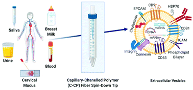 Graphical abstract: Rapid isolation of extracellular vesicles from diverse biofluid matrices via capillary-channeled polymer fiber solid-phase extraction micropipette tips