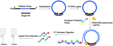 Graphical abstract: Padlock probe-based rolling circle amplification lateral flow assay for point-of-need nucleic acid detection