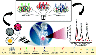 Graphical abstract: An electrochemical biosensor for simultaneous detection of breast cancer clinically related microRNAs based on a gold nanoparticles/graphene quantum dots/graphene oxide film