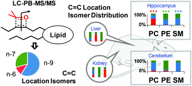 Graphical abstract: Mapping the distribution of double bond location isomers in lipids across mouse tissues