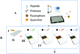 Graphical abstract: Simple and rapid peptide nanoprobe biosensor for the detection of Legionellaceae