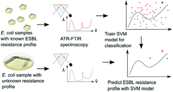 Graphical abstract: Detecting antimicrobial resistance in Escherichia coli using benchtop attenuated total reflectance-Fourier transform infrared spectroscopy and machine learning