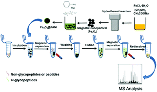 Graphical abstract: Fe3O4@PANI: a magnetic polyaniline nanomaterial for highly efficient and handy enrichment of intact N-glycopeptides