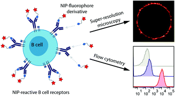 Graphical abstract: A fluorescent probe for STED microscopy to study NIP-specific B cells