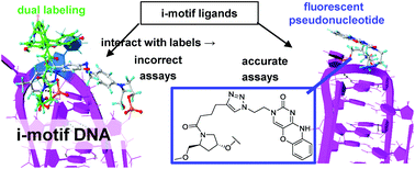 Graphical abstract: Phenoxazine pseudonucleotides in DNA i-motifs allow precise profiling of small molecule binders by fluorescence monitoring