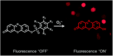 Graphical abstract: Superoxide-responsive fluorogenic molecular probes for optical bioimaging of neurodegenerative events in Alzheimer's disease