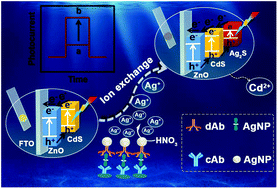 Graphical abstract: Ultrasensitive photoelectrochemical immunoassay for prostate-specific antigen based on silver nanoparticle-triggered ion-exchange reaction with ZnO/CdS nanorods