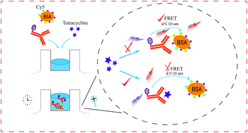 Graphical abstract: The development of a wash-free homogeneous immunoassay method for the detection of tetracycline in environmental samples