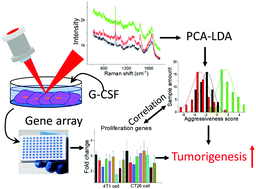 Graphical abstract: Granulocyte colony-stimulating factor promotes an aggressive phenotype of colon and breast cancer cells with biochemical changes investigated by single-cell Raman microspectroscopy and machine learning analysis