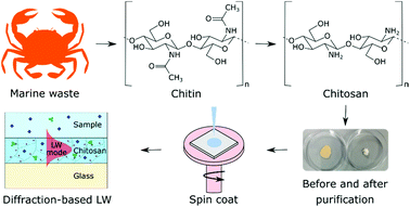 Graphical abstract: A study of diffraction-based chitosan leaky waveguide (LW) biosensors