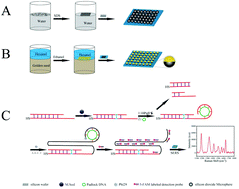 Graphical abstract: A novel DNA biosensor for the ultrasensitive detection of DNA methyltransferase activity based on a high-density “hot spot” SERS substrate and rolling circle amplification strategy