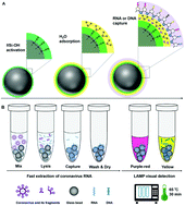 Graphical abstract: All-in-one in situ colorimetric RT-LAMP assay for point-of-care testing of SARS-CoV-2