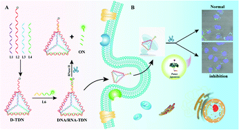 Graphical abstract: A radar-like DNA monitor for RNase H-targeted natural compounds screening and RNase H activity in situ detection