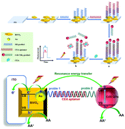 Graphical abstract: A sandwich-type photoelectrochemical aptasensor using Au/BiVO4 and CdS quantum dots for carcinoembryonic antigen assay