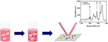 Graphical abstract: A highly reproducible SERS sensor based on an Au nanoparticles/graphene oxide hybrid nanocomposite for label-free quantitative detection of antibiotics
