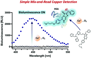 Graphical abstract: Mix-and-read bioluminescent copper detection platform using a caged coelenterazine analogue