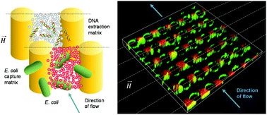 Graphical abstract: Multifunctional magnetic nanoparticle cloud assemblies for in situ capture of bacteria and isolation of microbial DNA