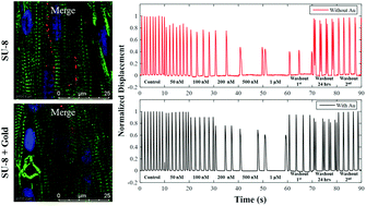 Graphical abstract: Enhancement of cardiac contractility using gold-coated SU-8 cantilevers and their application to drug-induced cardiac toxicity tests
