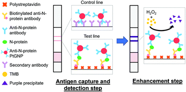 Graphical abstract: On-demand nanozyme signal enhancement at the push of a button for the improved detection of SARS-CoV-2 nucleocapsid protein in serum