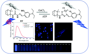 Graphical abstract: An isocamphanyl-based fluorescent “turn-on” probe for highly sensitive and selective detection of Ga3+ and application in vivo and in vitro