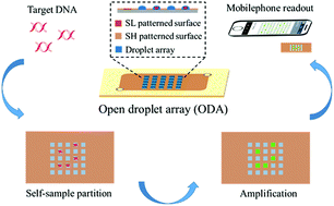 Graphical abstract: A digitalized isothermal nucleic acid testing platform based on a pump-free open droplet array microfluidic chip