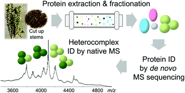 Graphical abstract: De novo sequencing and native mass spectrometry revealed hetero-association of dirigent protein homologs and potential interacting proteins in Forsythia × intermedia