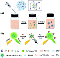 Graphical abstract: Polymer surface ligand and silica coating induced highly stable perovskite nanocrystals with enhanced aqueous fluorescence for efficient Hg2+ and glutathione detection