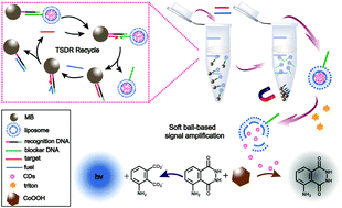 Graphical abstract: Soft nanoball-encapsulated carbon dots for reactive oxygen species scavenging and the highly sensitive chemiluminescent assay of nucleic acid biomarkers