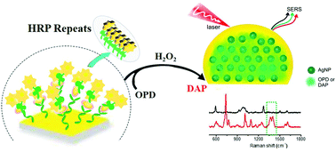 Graphical abstract: Horseradish peroxidase-repeat assay based on tyramine signal amplification for highly sensitive H2O2 detection by surface-enhanced Raman scattering