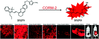 Graphical abstract: A new metal-free near-infrared fluorescent probe based on nitrofuran for the detection and bioimaging of carbon monoxide releasing molecule-2 in vivo