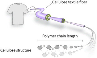 Graphical abstract: Identification of cellulose textile fibers