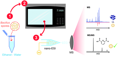 Graphical abstract: Immediate and sensitive detection of sporulated Bacillus subtilis by microwave release and tandem mass spectrometry of dipicolinic acid