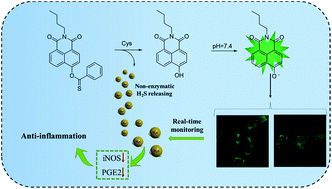 Graphical abstract: A cysteine-triggered fluorogenic donor base on native chemical ligation for tracking H2S delivery in vivo