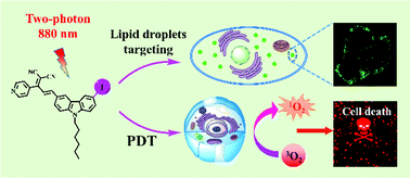 Graphical abstract: Halogen-modified carbazole derivatives for lipid droplet-specific bioimaging and two-photon photodynamic therapy