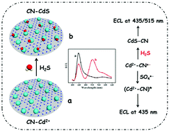 Graphical abstract: Dual-wavelength electrochemiluminescence ratiometry for hydrogen sulfide detection based on Cd2+-doped g-C3N4 nanosheets