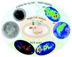 Graphical abstract: 3D imaging of single bacterial cells using surface-enhanced Raman spectroscopy with a multivariate curve resolution model