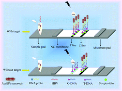 Graphical abstract: High sensitivity and rapid detection of hepatitis B virus DNA using lateral flow biosensors based on Au@Pt nanorods in the absence of hydrogen peroxide