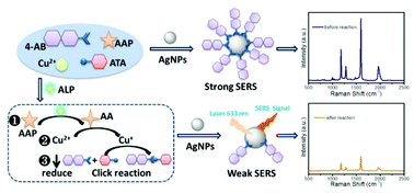 Graphical abstract: Enzyme-triggered click chemistry combined with surface-enhanced Raman spectroscopy for the simple and sensitive detection of alkaline phosphatase activity from complex biological samples
