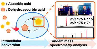 Graphical abstract: Determination of intracellular ascorbic acid using tandem mass spectrometry