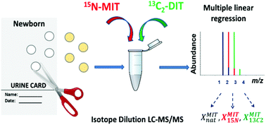 Graphical abstract: Determination of 3-monoiodotyrosine and 3,5-diiodotyrosine in newborn urine and dried urine spots by isotope dilution tandem mass spectrometry