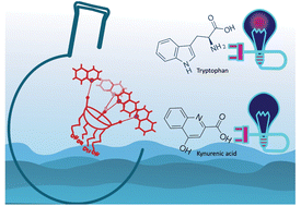 Graphical abstract: Naphthalene-functionalized resorcinarene as selective, fluorescent self-quenching sensor for kynurenic acid