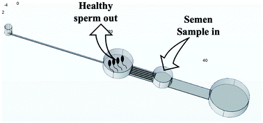 Graphical abstract: Selection of healthy sperm based on positive rheotaxis using a microfluidic device