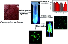 Graphical abstract: Carbon dots derived from Fusobacterium nucleatum for intracellular determination of Fe3+ and bioimaging both in vitro and in vivo