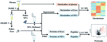 Graphical abstract: Simultaneous metabolomics and proteomics analysis of plasma-derived extracellular vesicles