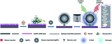 Graphical abstract: Advances in epitope molecularly imprinted polymers for protein detection: a review