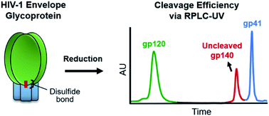 Graphical abstract: Development of a RPLC-UV method for monitoring uncleaved HIV-1 envelope glycoprotein