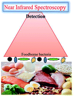 Graphical abstract: Advances in differentiation and identification of foodborne bacteria using near infrared spectroscopy