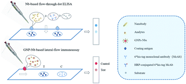 Graphical abstract: Development of nanobody-based flow-through dot ELISA and lateral-flow immunoassay for rapid detection of 3-phenoxybenzoic acid